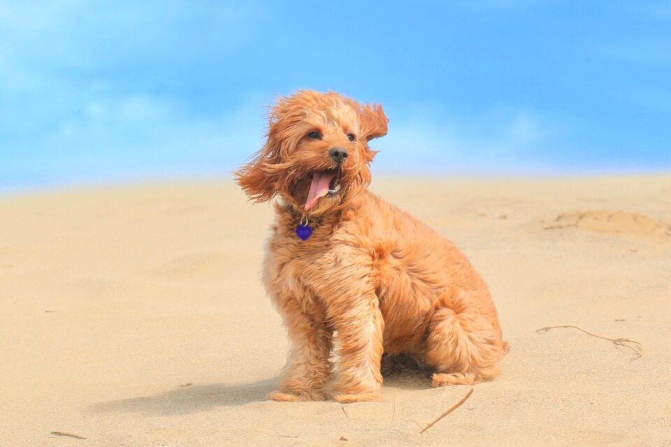 Top 10 bichon frise colors white & apricot You Need To Know