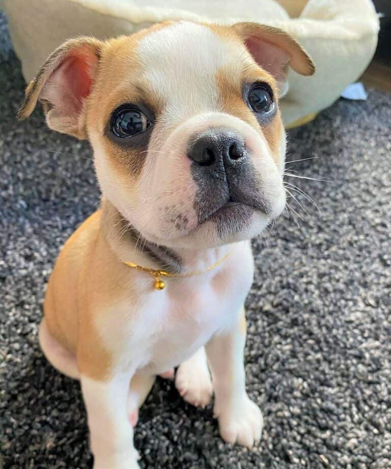 Bull Pug (English Bulldog Pug Mix) Info, Pictures, Facts