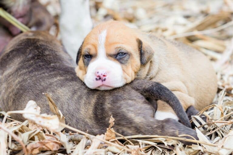 Bully Pit (Bulldog & Pitbull Mix) Info, Pictures, Facts, FAQ and More