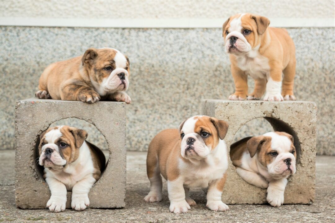 10 Best English Bulldog Breeders (2024) Our Top 10 Picks!