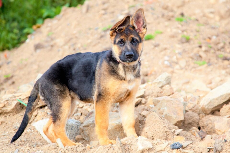 10 Best German Shepherd Breeders (2024) Our Top 10 Picks! Bubbly Pet