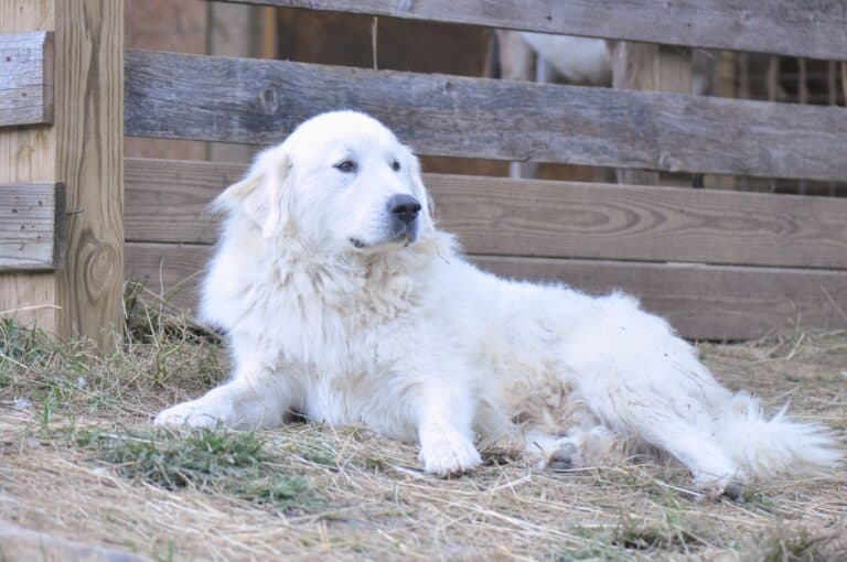 Great Pyrenees Weight: Growth Curve and Average Weights