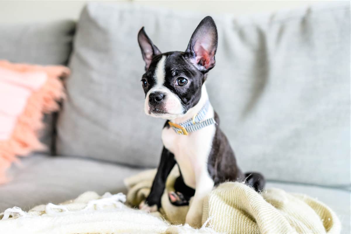 how much should a 7 month old boston terrier weigh