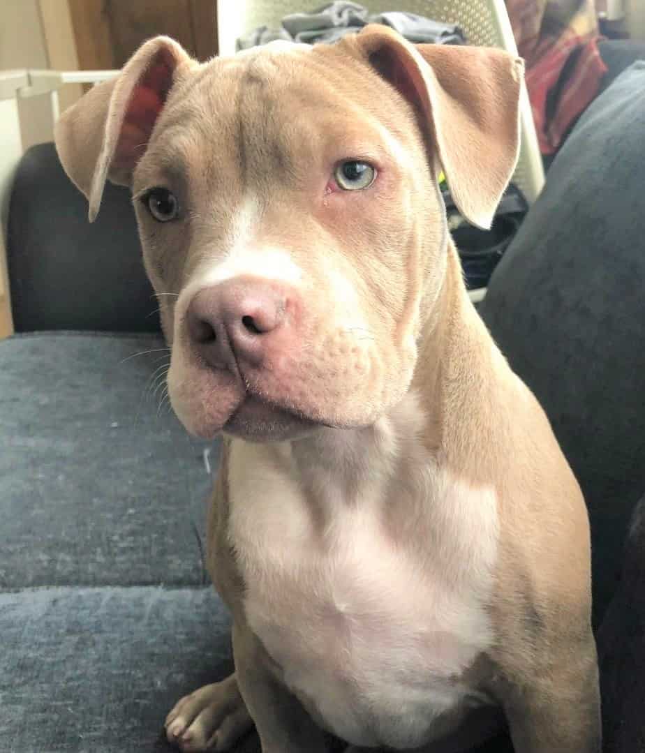 Lilac American Bulldog