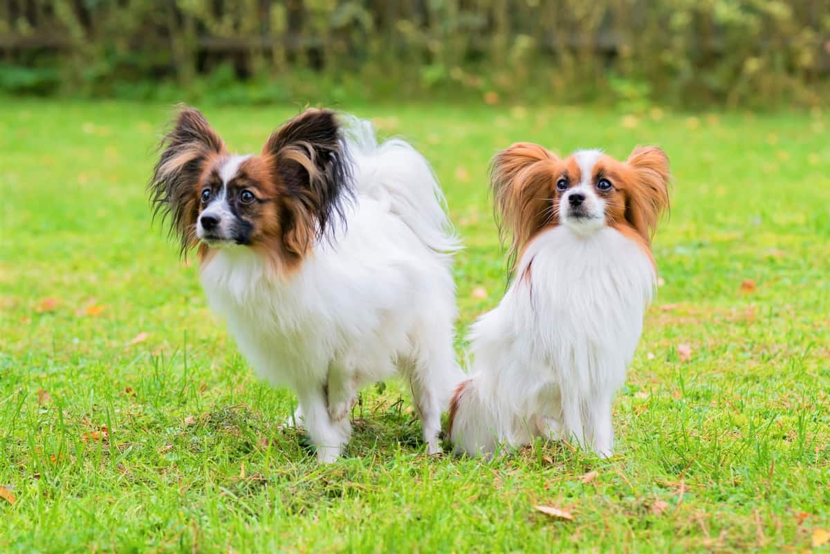 Male Papillon and female Papillon outdoors