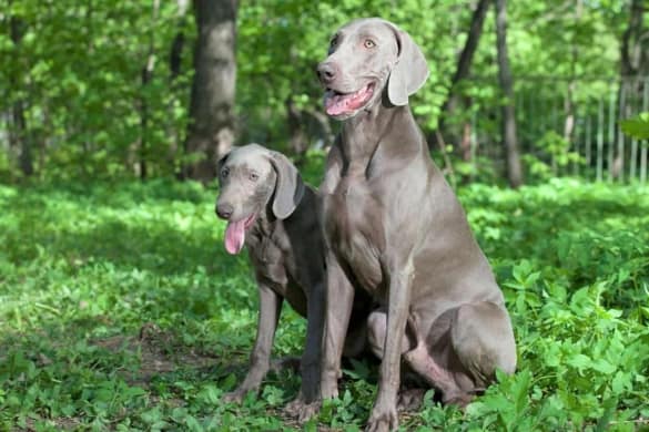 male-vs-female-weimaraner-which-one-is-right-for-you