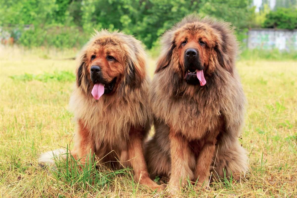 Male and female Tibetan Mastiff sitting outdoors