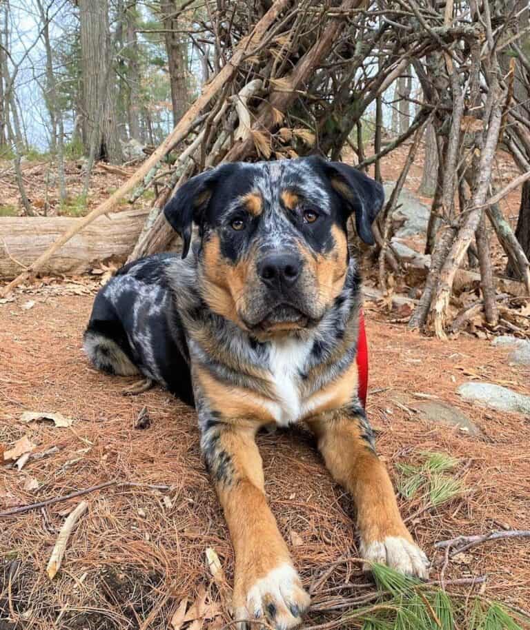 Australian Shepherd Rottweiler Mix Info, Pictures, Facts, FAQ, and More