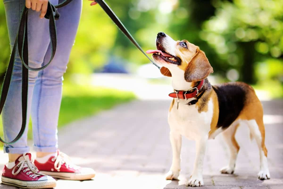 Obedient rescue Beagle dog with his owner