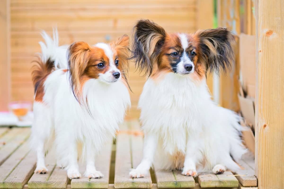 Portrait of male and female Papillon dogs