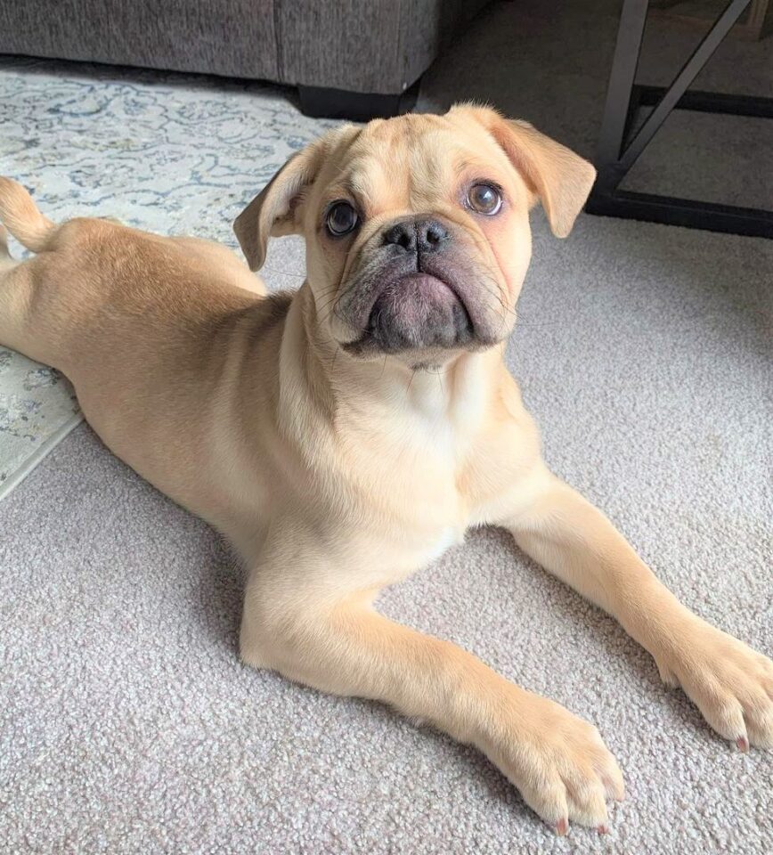 Bull Pug (English Bulldog Pug Mix) Info, Pictures, Facts, FAQ, and More