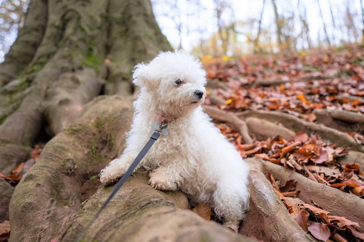 Pure white Bichon frise color without marking