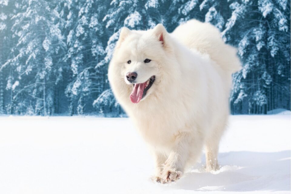Samoyed Weight Growth Curve and Average Weights