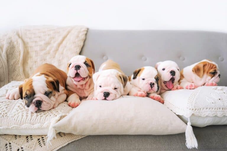 Teacup Bulldog Does This Tiny Bulldog Really Fit in a Teacup?