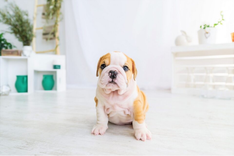 Teacup Bulldog Does This Tiny Bulldog Really Fit in a Teacup?
