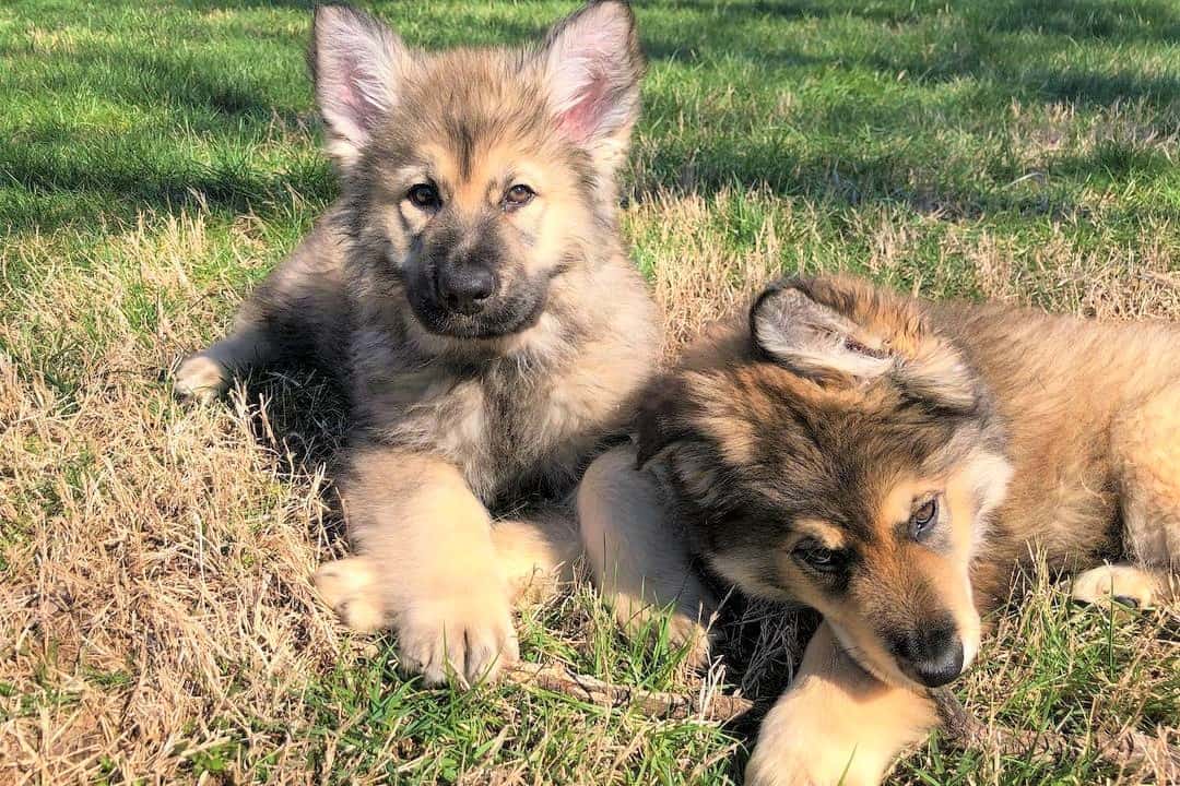 Two Giant German Shepherd puppies outdoors