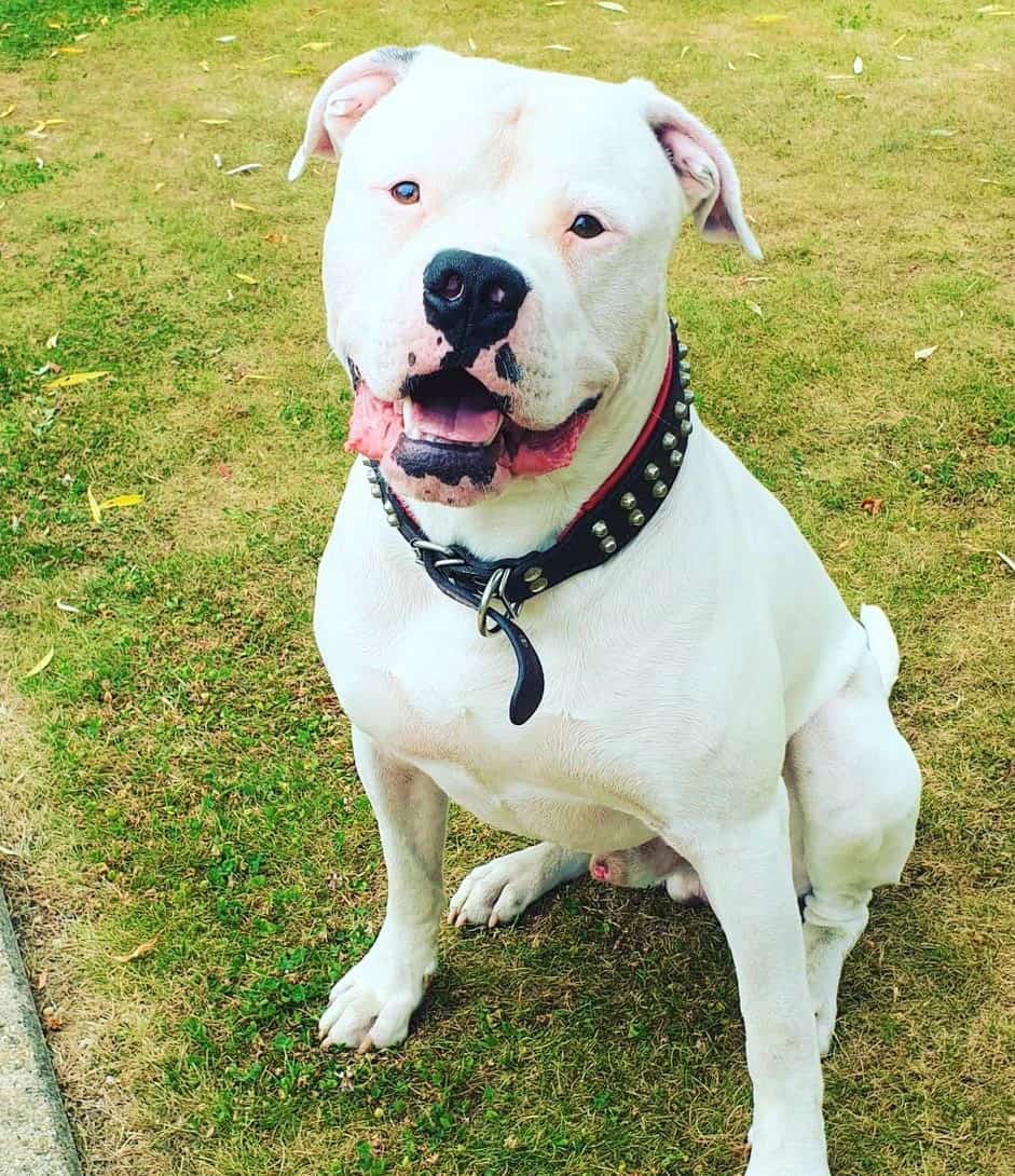 White American Bulldog