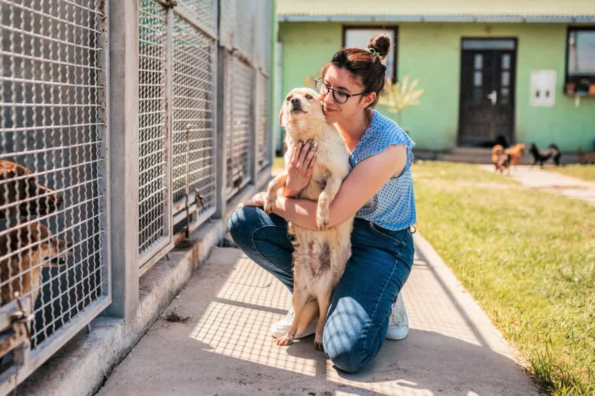 Woman playing with a rescue dog in a dog shelter