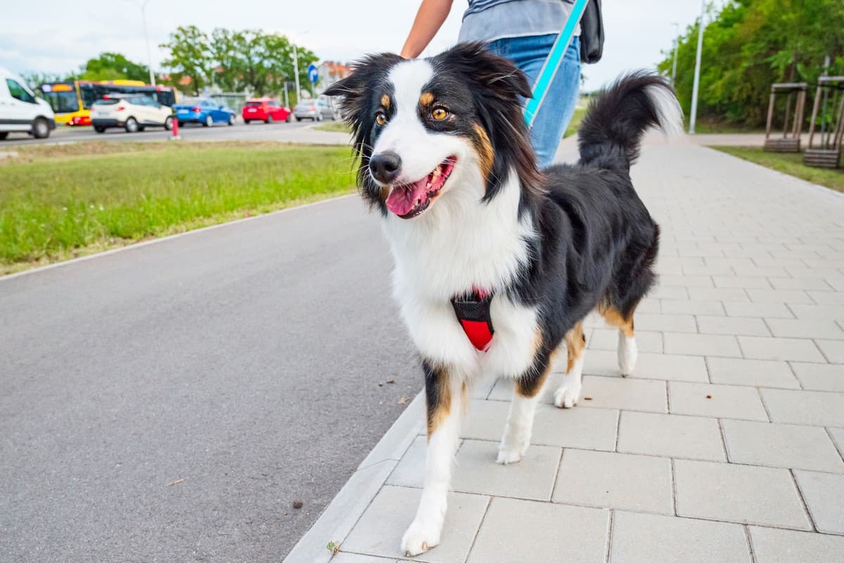 Adopted Australian Shepherd walking outdoor on leash