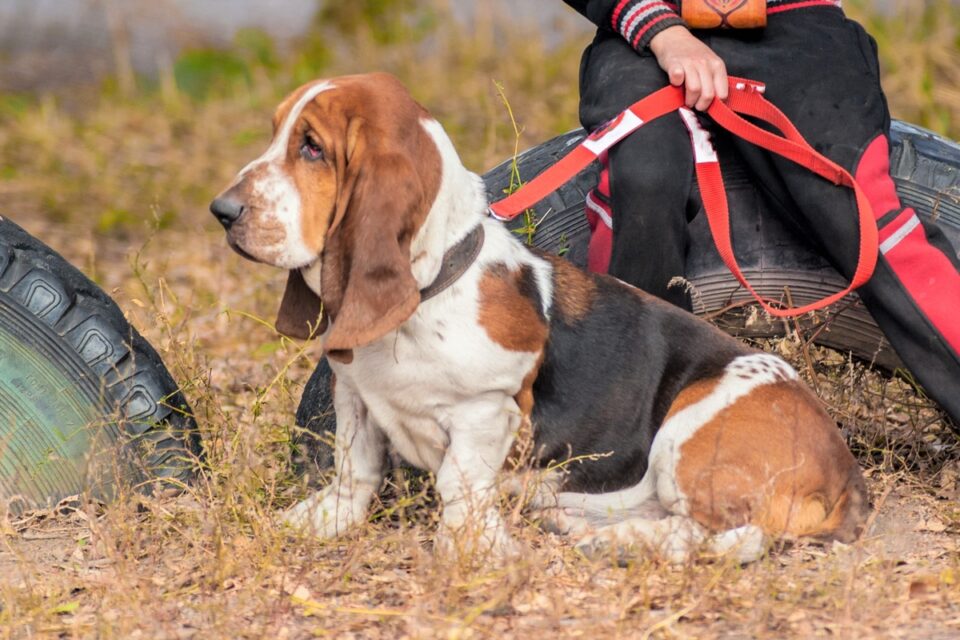 10 Best Basset Hound Rescues for Adoption (2024) Our Top 10 Picks!
