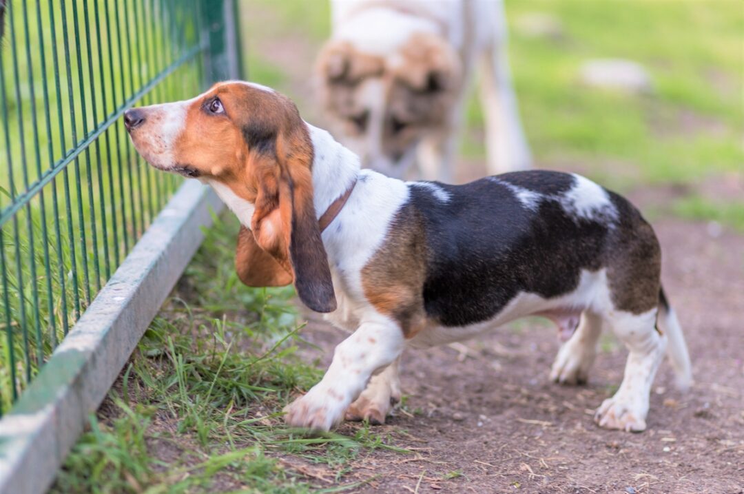 10 Best Basset Hound Rescues for Adoption (2024) Our Top 10 Picks!