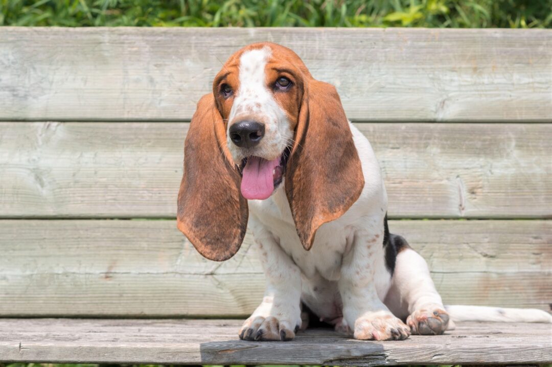 10 Best Basset Hound Rescues for Adoption (2024) Our Top 10 Picks!