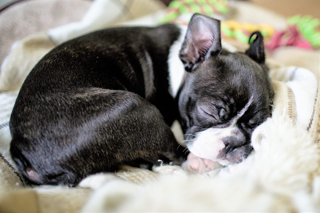 10 Best Boston Terrier Breeders (2024) Our Top 10 Picks!