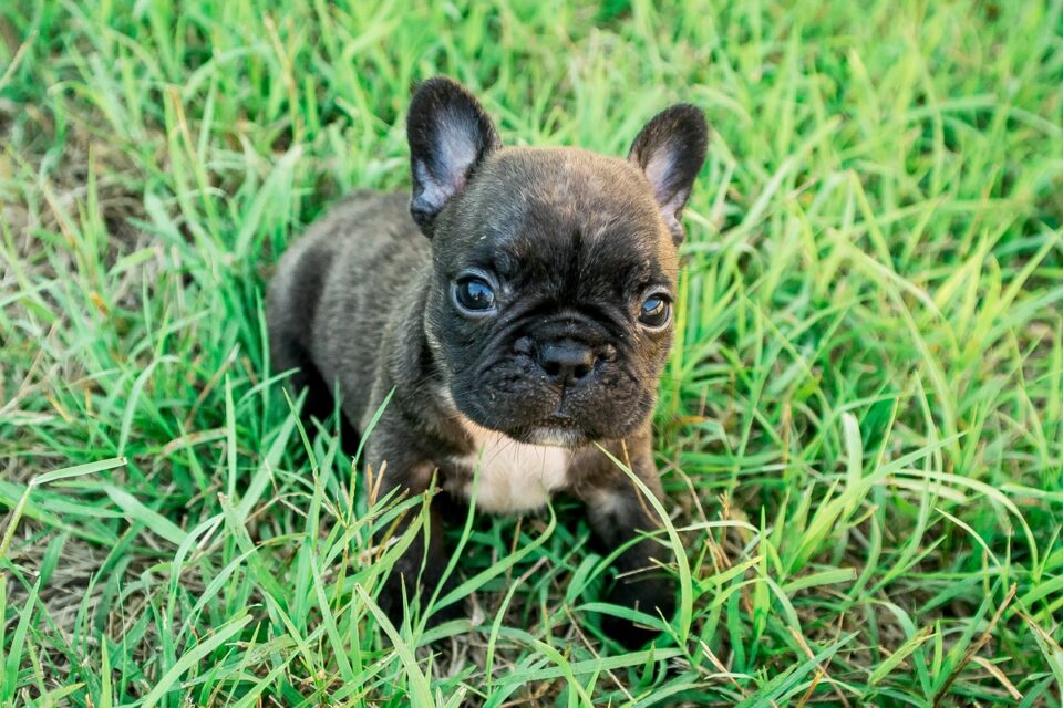 Teacup French Bulldog Can It Really Fit in Your Pocket?