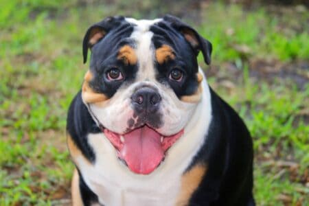 Tri-Color English Bulldog: Are They Really That Rare?