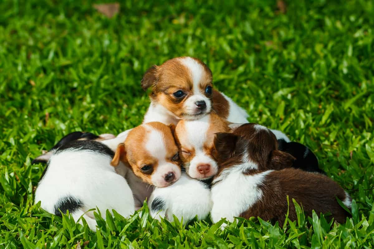 A group of newbown Chihuahua puppies for sale