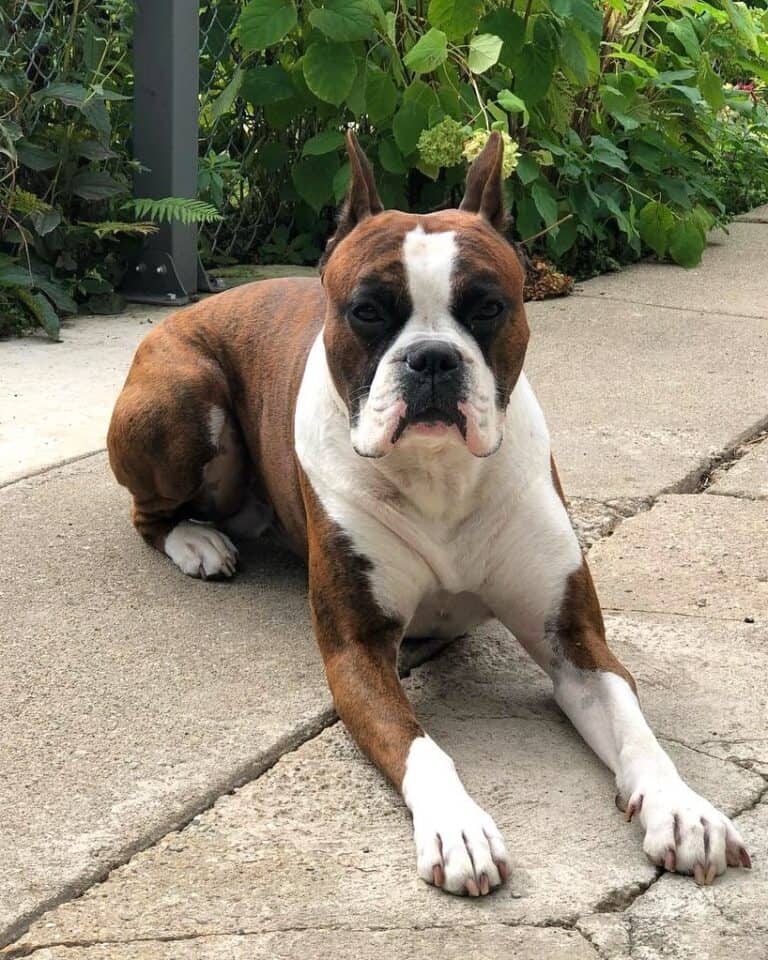 7 Colors and Types of the Boxer Dog Explained (With Pictures)