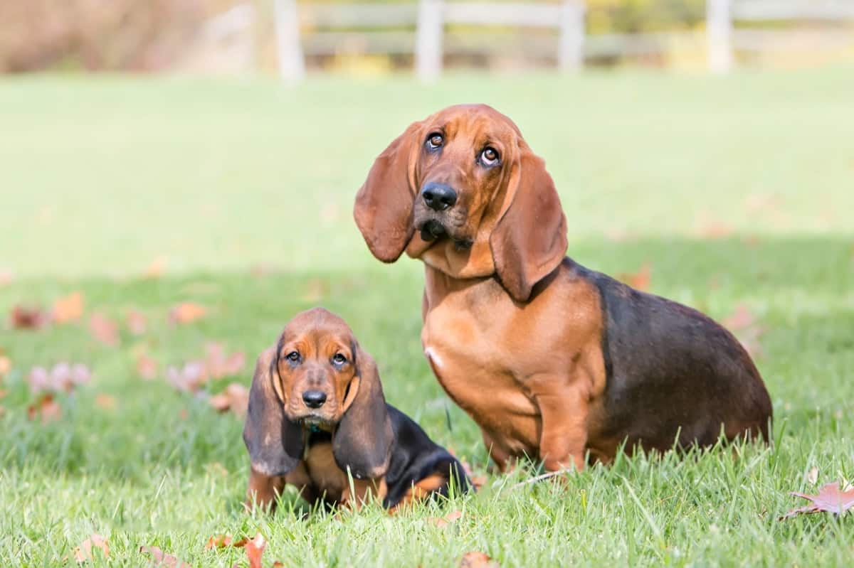 Basset Hound puppy and a full grown Basset Hound