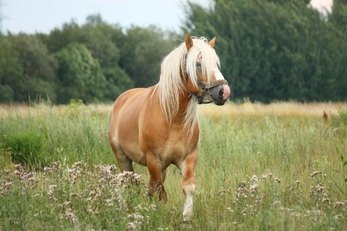 Beautiful palomino horse walking at the field