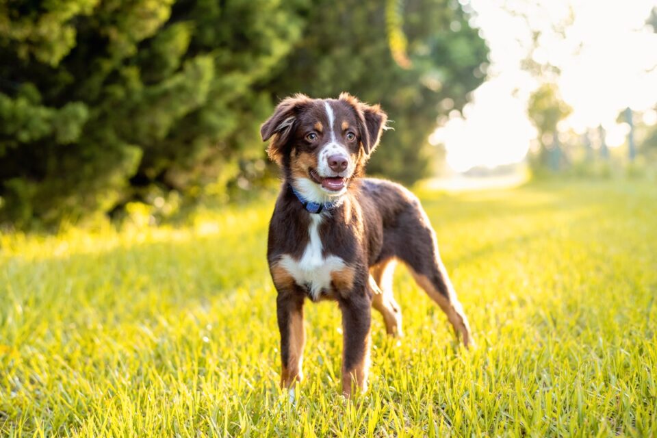 10 Best Australian Shepherd Breeders (2024) Our Top 10 Picks!