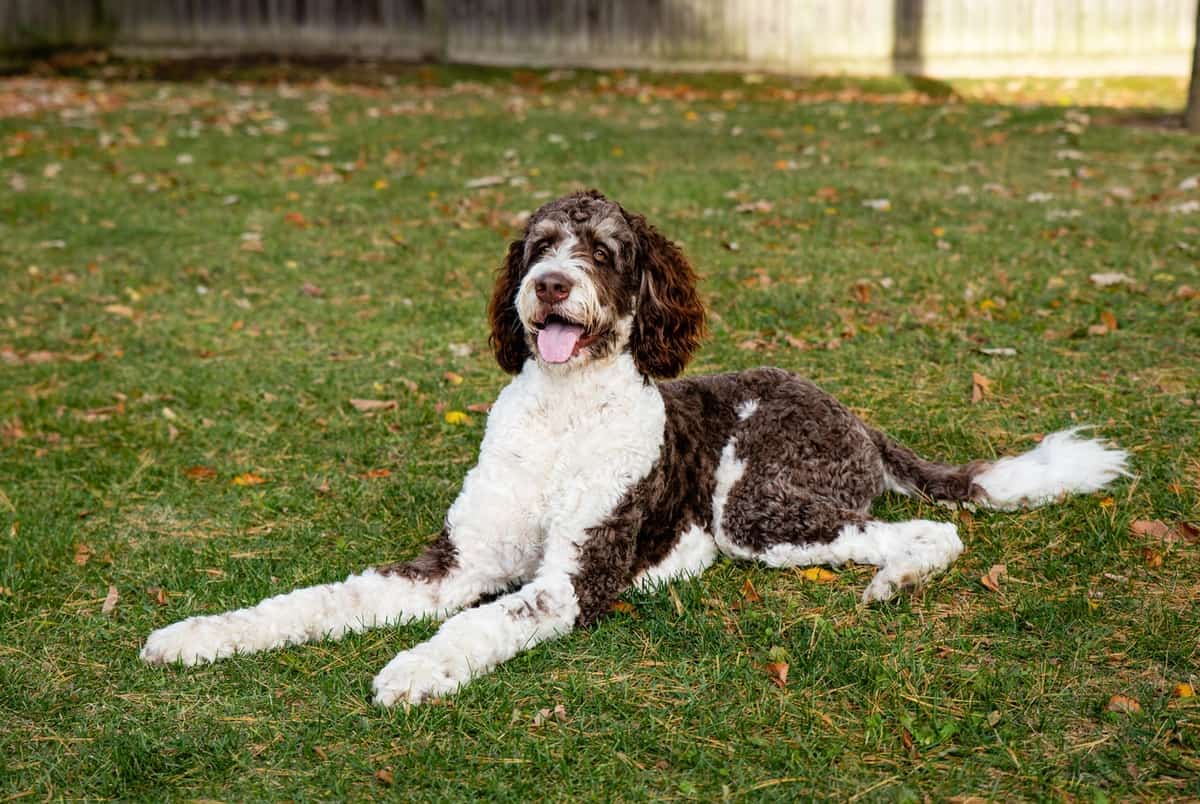 Best Bernedoodle Breeders (2021): 10 Places to Find Bernedoodle Puppies for Sale