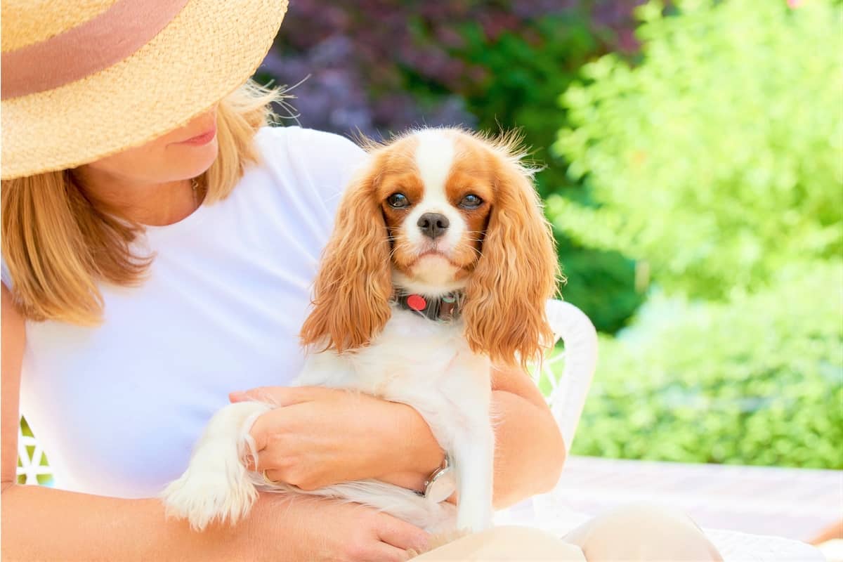 Best Cavalier King Charles Spaniel Rescue for Adoption