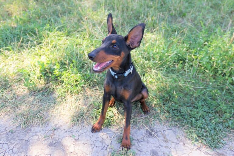 10 Best Doberman Breeders (2024) Our Top 10 Picks!