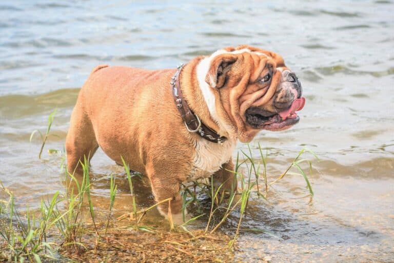 10 Best English Bulldog Rescues for Adoption (2025) Our Top 10 Picks!