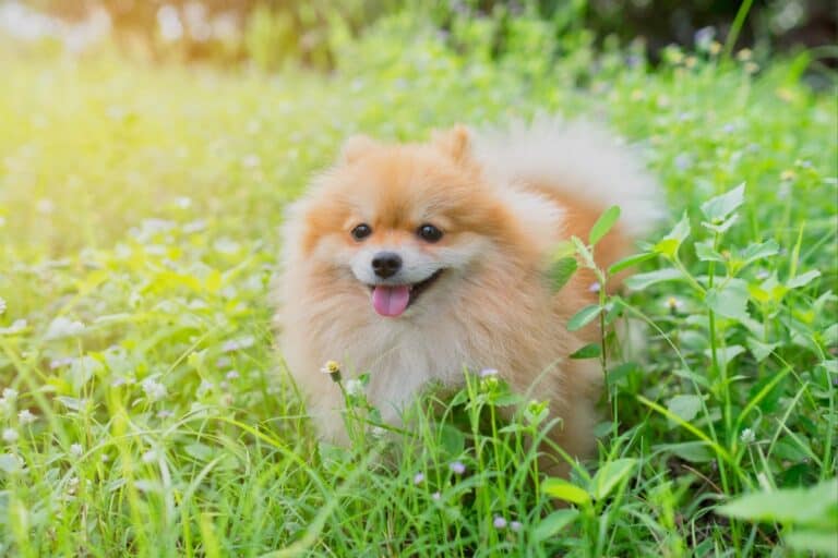 10 Best Pomeranian Breeders (2024) Our Top 10 Picks!