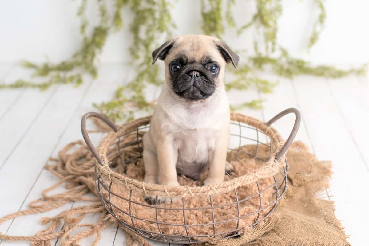 Best Pug Breeders to Find Pug Puppies for Sale