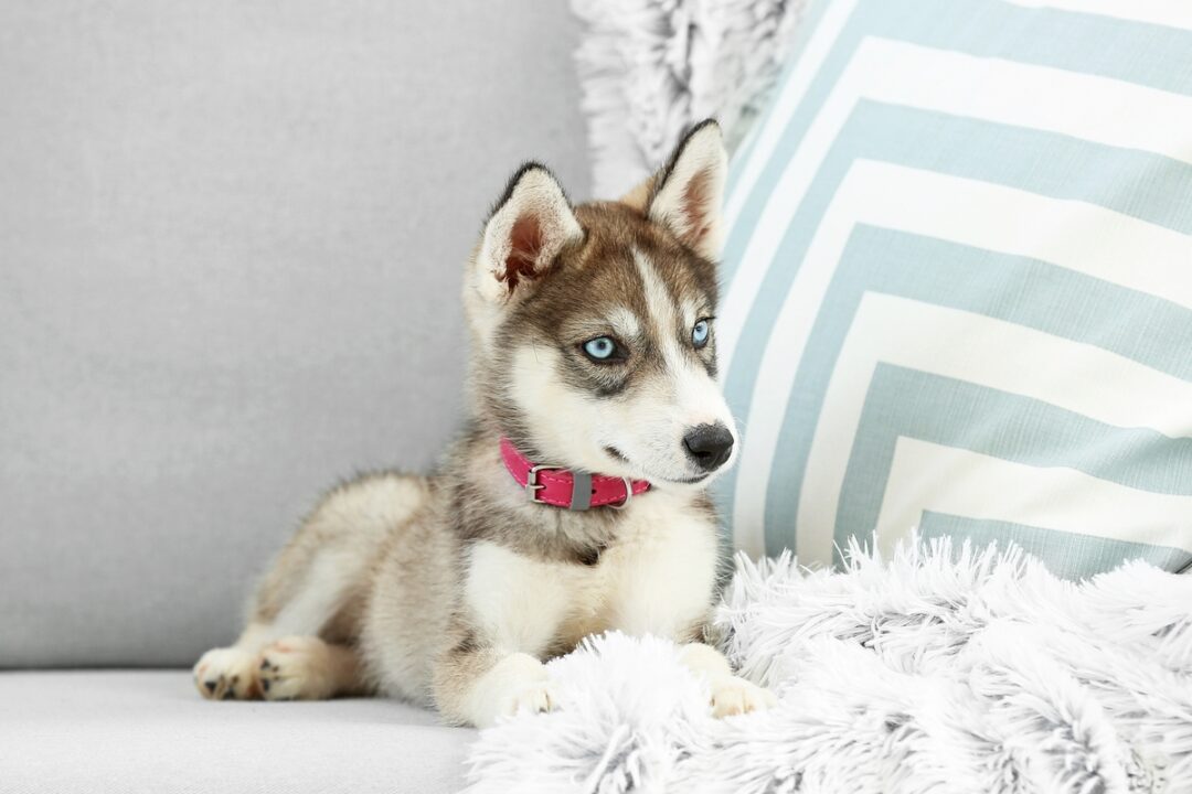 10 Best Siberian Husky Breeders (2024) Our Top 10 Picks!