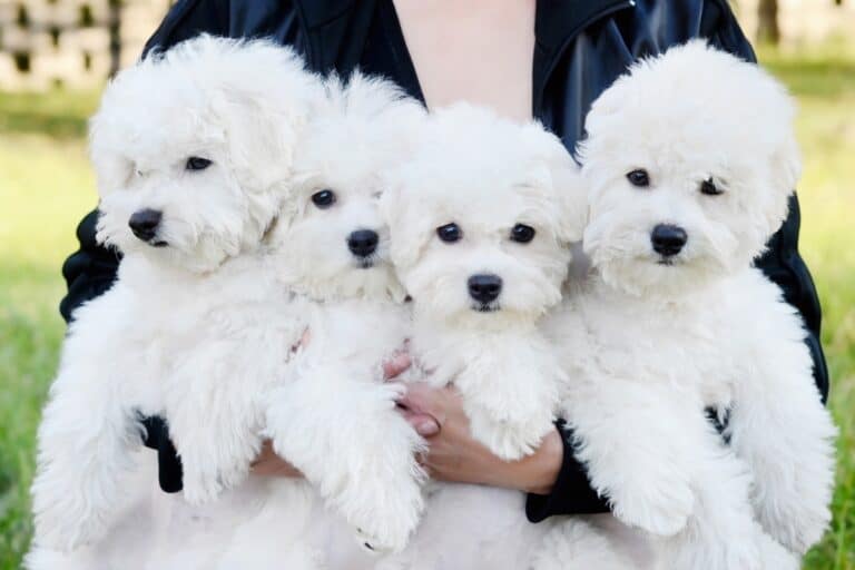 10 Best Bichon Frise Breeders (2024) Our Top 10 Picks!