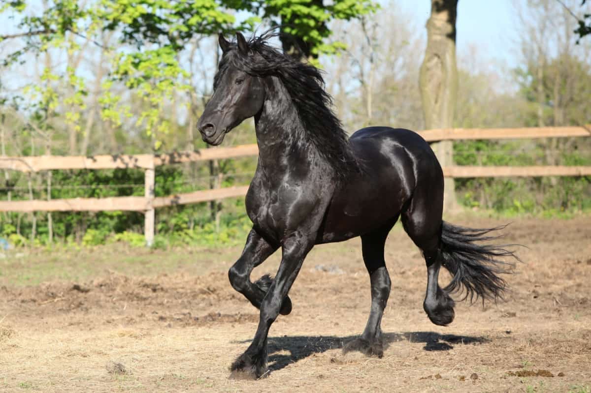 Black Friesian horse running in the sun