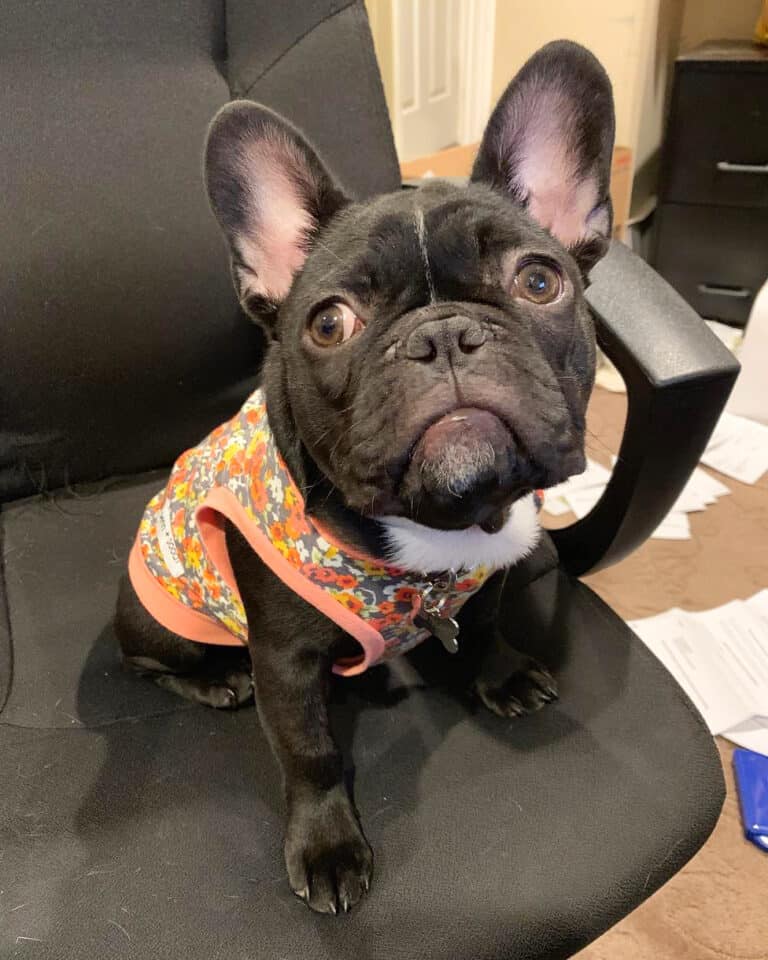 Teacup French Bulldog Can It Really Fit in Your Pocket?