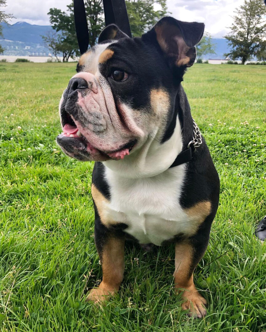 TriColor English Bulldog Are They Really That Rare?