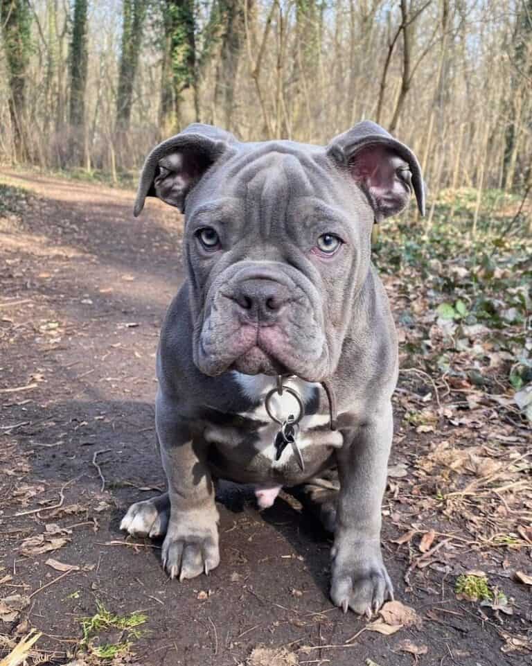 Blue English Bulldog Get to Know This RareColored Bully