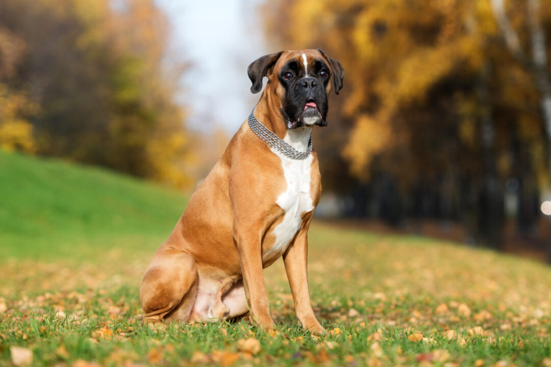 Boxer Dog Lifespan How Long Do Boxer Dogs Normally Live?