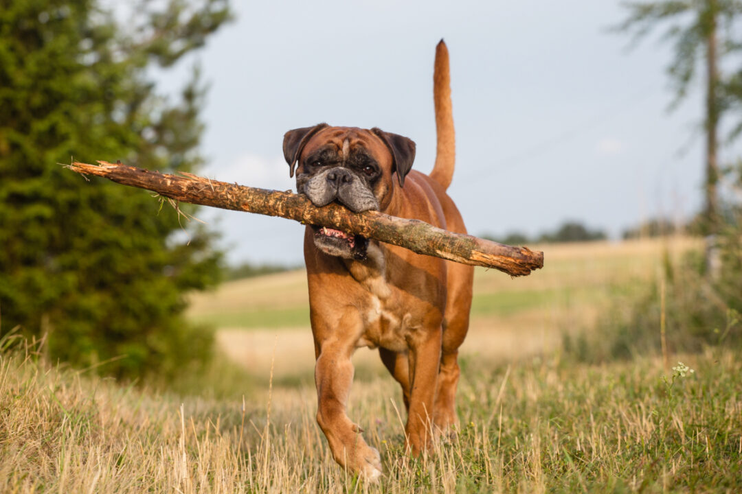Boxer Dog Lifespan How Long Do Boxer Dogs Normally Live? Boxer Dog Lifespan How Long Do Boxer Dogs Normally Live?