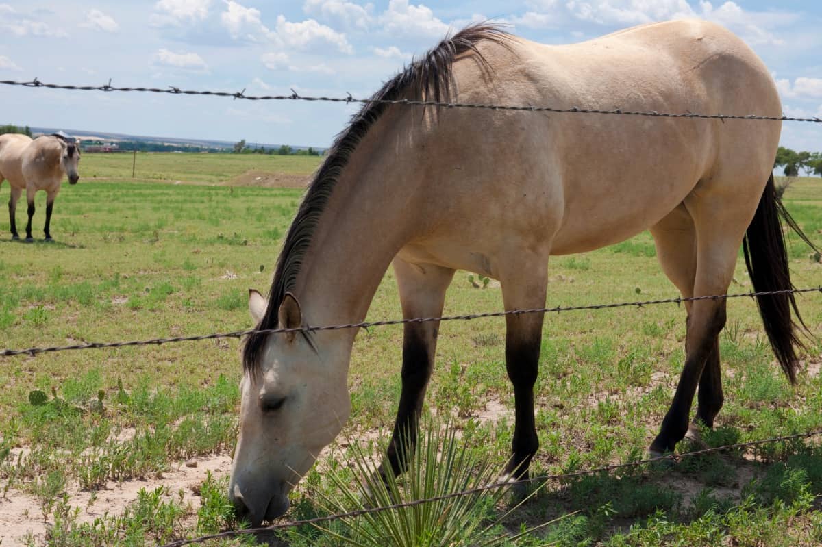 Other colors confused with palomino - Buckskin horse