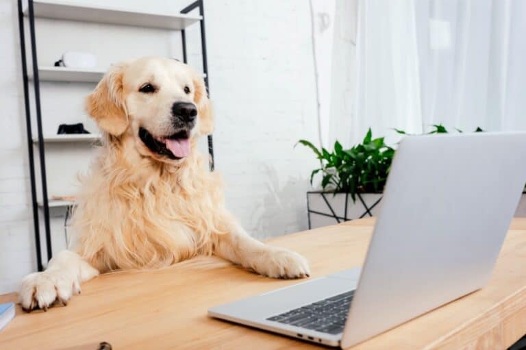 Puppy Buying Guide How to Buy a Puppy Online Safely